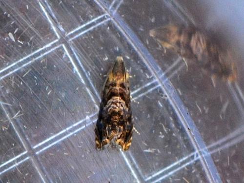 Réf. 348 062 : Enarmonia formosana